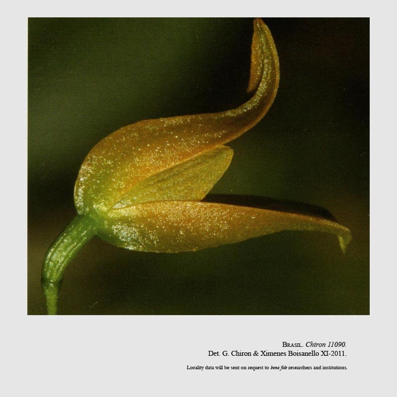 Pabstiella teschiana